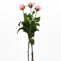 Růže natur růžová