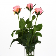 Růže natur růžová