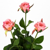 Růže natur růžová