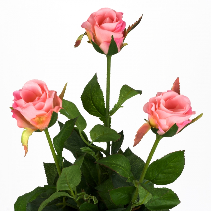 Růže natur růžová