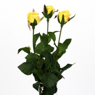 Růže natur žlutá