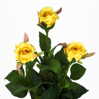 Růže natur žlutá