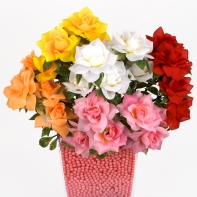 Šípková růže rozvitá bílá svazek