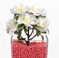 Šípková růže rozvitá bílá svazek