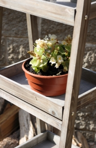 Stojan na květiny dřevěné police 169cm