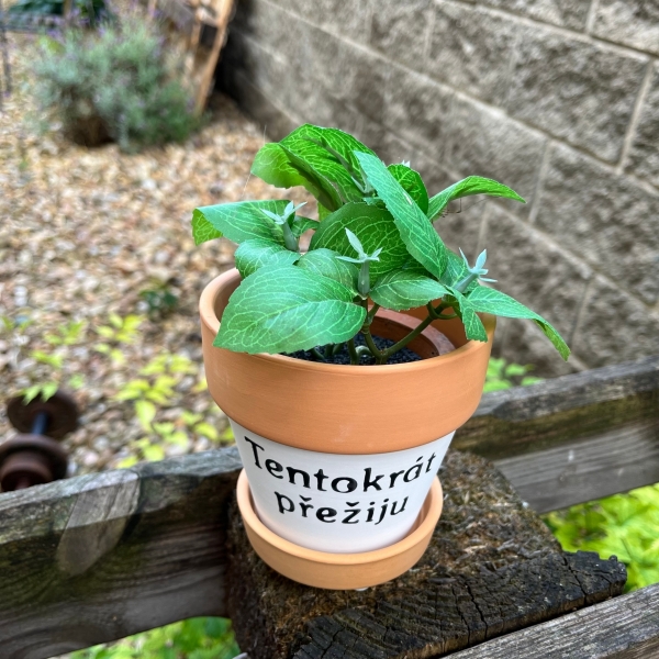 Terakotový květináč s podmiskou 10,5x10,5 cm