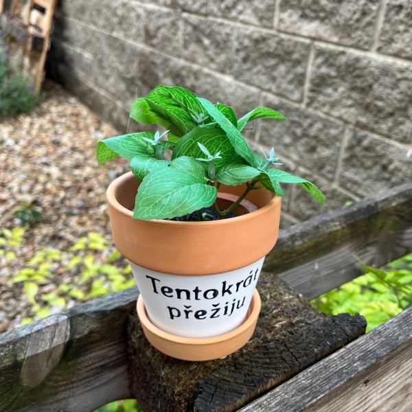 Terakotový květináč s podmiskou 10,5x10,5 cm