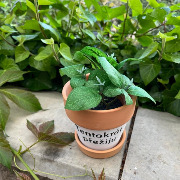 Terakotový květináč s podmiskou 10,5x10,5 cm