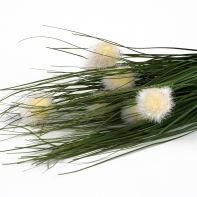 Trs trávy s bambusem 60cm