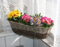 Truhlík na osázení / proutěný závěsný balkonový koš 54cm