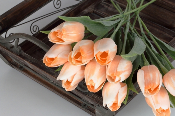 Tulipán bílo-oranžový