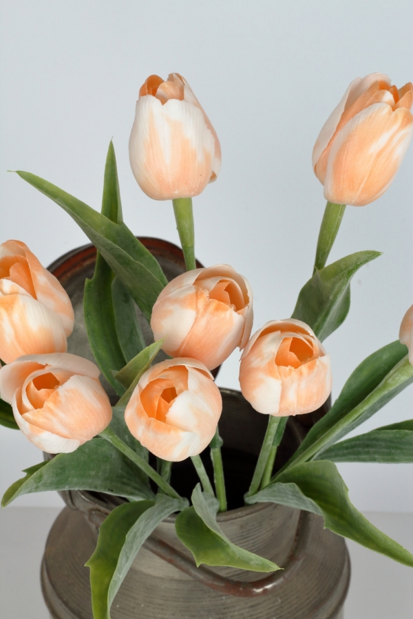 Tulipán bílo-oranžový