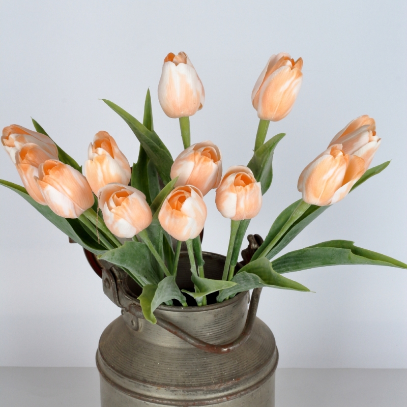 Tulipán bílo-oranžový