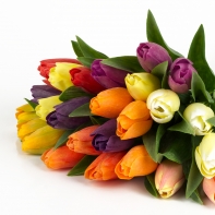 Tulipán červený květ 40cm