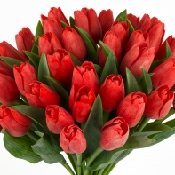 Tulipán červený květ 40cm