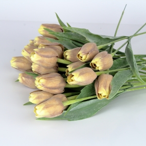 Tulipán hnědo-žlutý