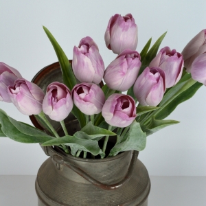 Tulipán levandulový