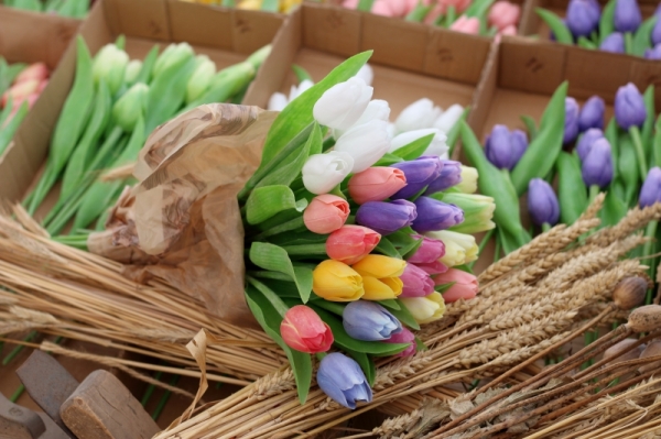 Tulipán růžový 40cm