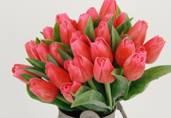 Tulipán umělý sytě červený 40cm