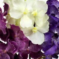 Umělá orchidej 70 cm bílá