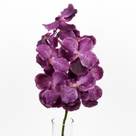 Umělá orchidej 70cm purple