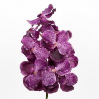 Umělá orchidej 70cm purple