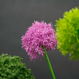 Umělé květiny česnek růžový 65cm