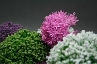 Umělé květiny česnek růžový 65cm