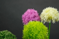 Umělé květiny česnek růžový 65cm