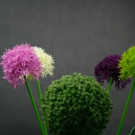 Umělé květiny česnek růžový 65cm