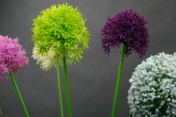 Umělé květiny česnek žlutý