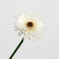 Umělé květiny Germina bílá