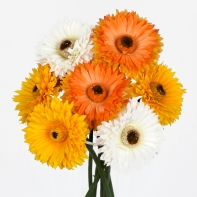 Umělé květiny Germina bílá