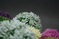 Umělé květiny jako živé česnek bílý