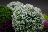 Umělé květiny jako živé česnek bílý