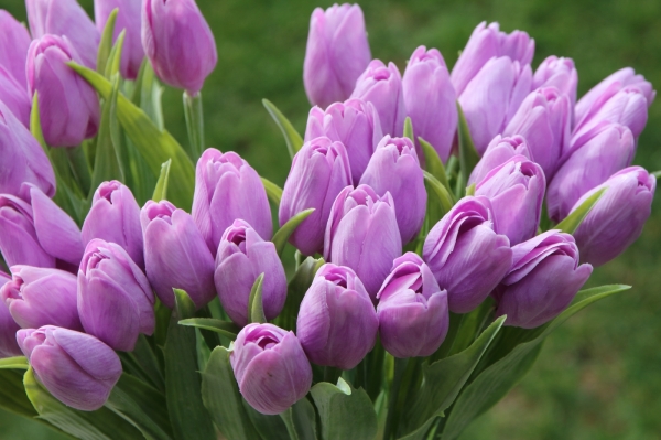 Umělé tulipány jako živé - fialová 40cm