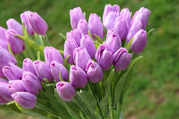 Umělé tulipány jako živé - fialová 40cm