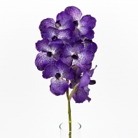 Vanda 70cm blue 10 květů