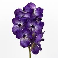 Vanda 70cm blue 10 květů
