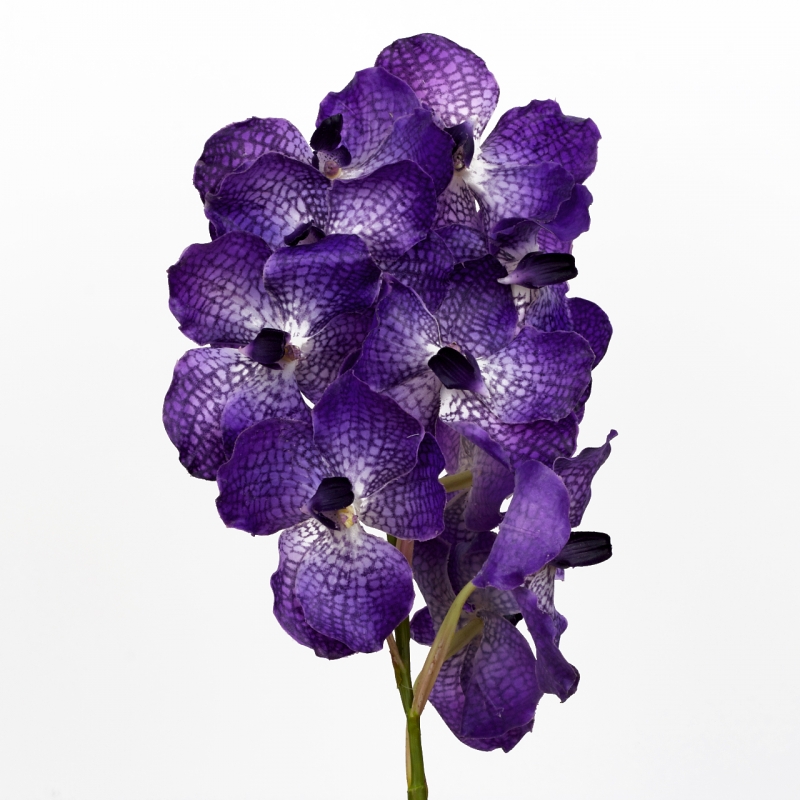 Vanda 70cm blue 10 květů