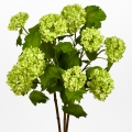 Viburnum 85cm green