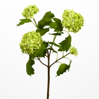Viburnum 85cm green
