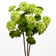 Viburnum 85cm green