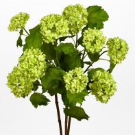 Viburnum 85cm green