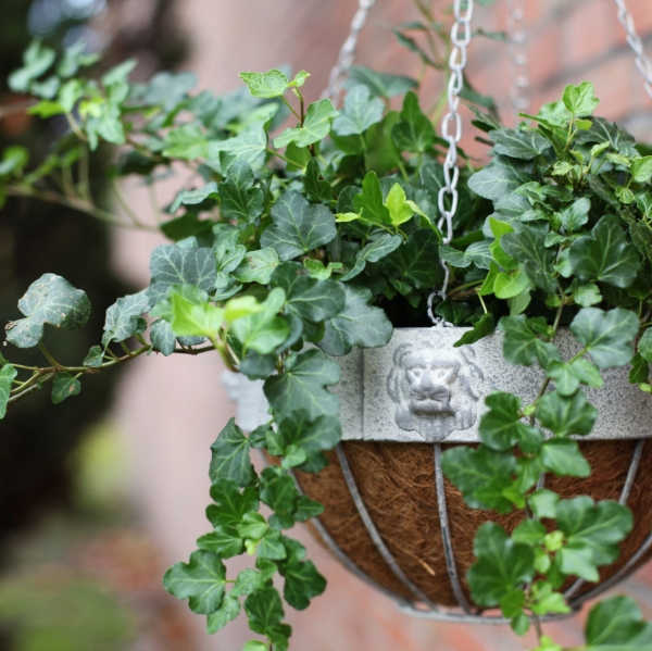 Závěsný květináč 26 x 26 x 16 cm lví hlavy