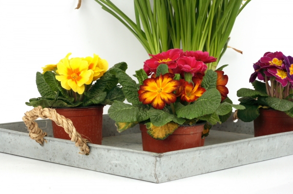 Zinkový tác 49x33,5cm